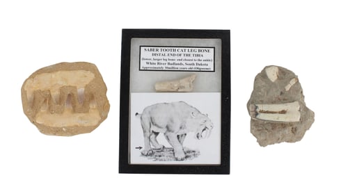 Three Bone Fossils