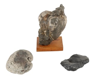 Cucullaea Aquia Formation Fossil