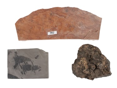 Three Trace Fossils