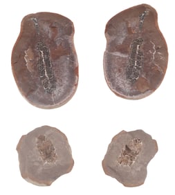 Two Cast Fossils