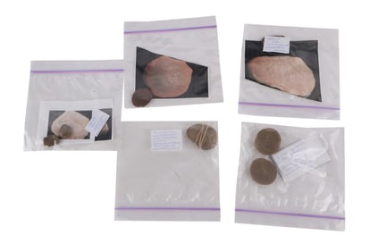 Three Shrimp Fossils