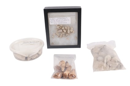 Group of Assorted Small Fossils