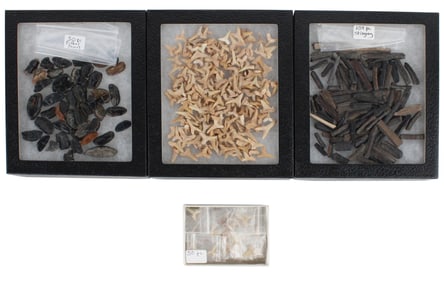Group of Assorted Small Fossils