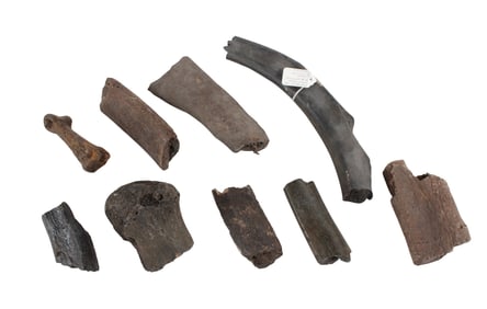 Group of Mammoth or Mastodon Rib Sections