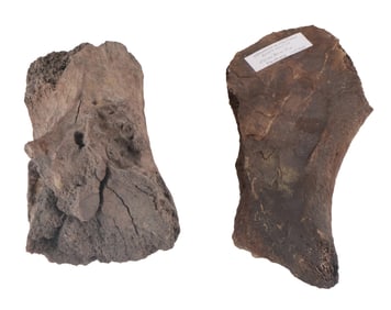 Two Mammoth or Mastodon Fossil Bones