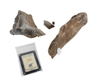 Three Mammoth or Mastodon Fossils