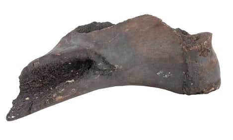 Wooly Mammoth Partial Femur/Leg Bone