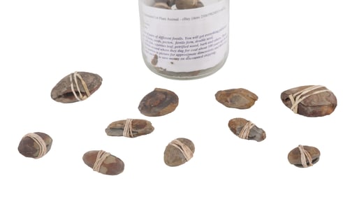 Group of Assorted Pairs of Fossils