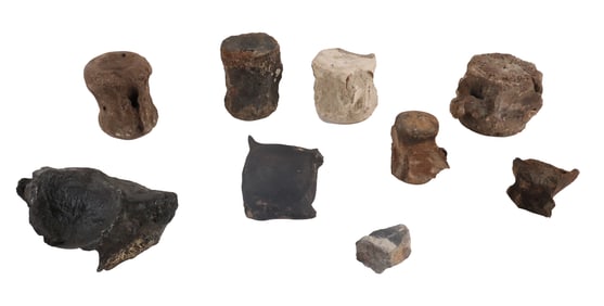 Group of Fossilized Whale Vertebrae