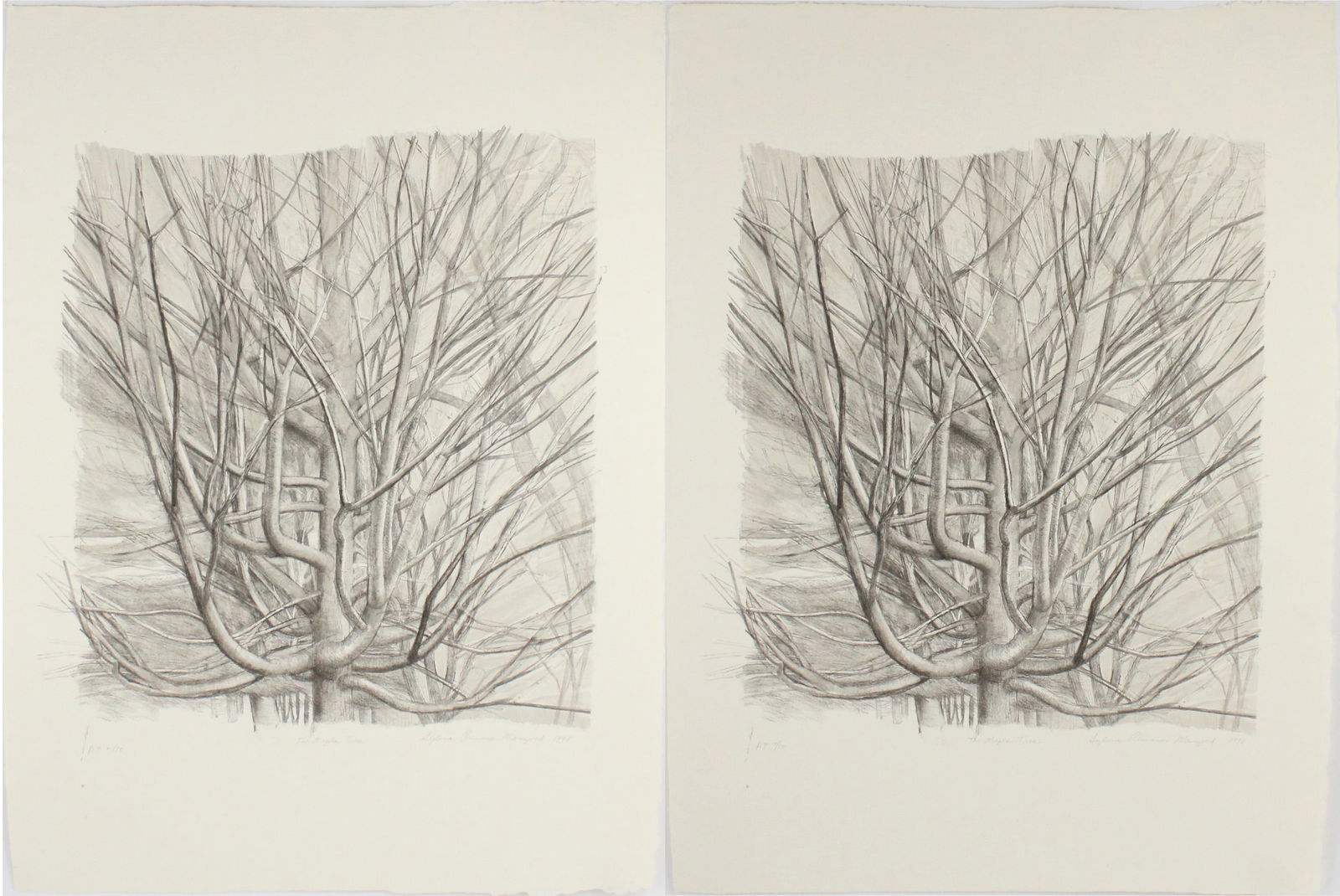 Sylvia Plimack Mangold, American 1938, Maple Tree, Two Lithographs (1 of 12)