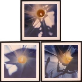 Close Up of Flowers, Three Color Photographs