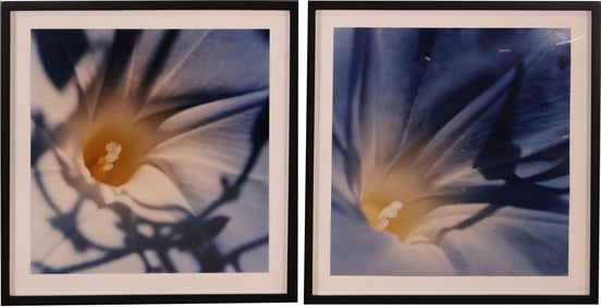 Close Up of Flowers, Two Color Photographs