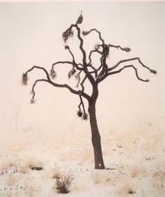 Desert Tree, Photographic Print