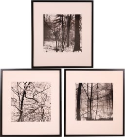 Harry Kalish, Three Forest Scenes, Black and White Photographs