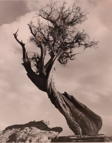 JD Marston, Cedar Woman, Black and White Photograph