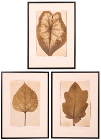 Leaf Study #4 & #7, Caladium Leaf Study, Three Photographic Prints