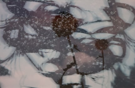 Palm Trees, Digitally Altered Photograph