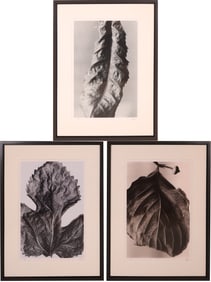 Three Photographs of Leaves, Lithograph
