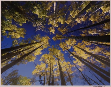 Towering Aspen Trees in Autumn, Color Photograph