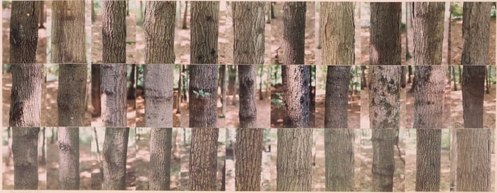 Trees, Delaware Water Gap Park, New Jersey, Photograph Collage