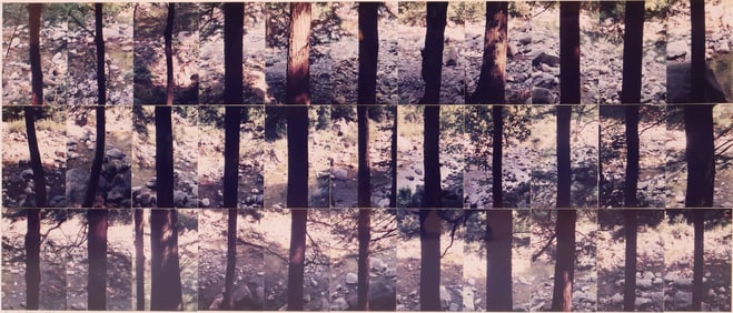 Trees, Mohawk Trail, Charlemont, MA, Photograph Collage