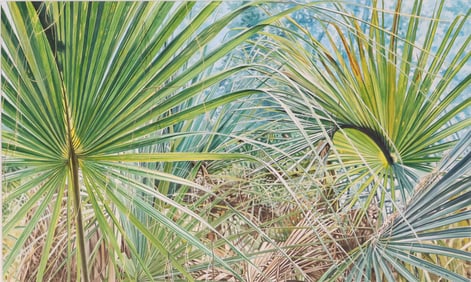 William M. Sullivan, American 1950-, Palm Fronds, Gouache and Watercolor