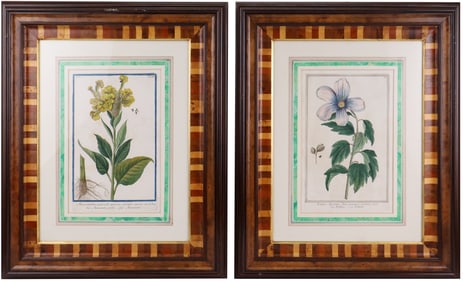 Two Botanical Illustrations, Engravings