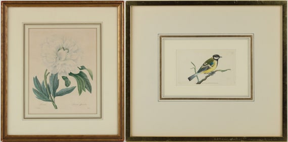 Pierre Joseph Redoute, French 1759-1840, Poenia Officinalis, Print