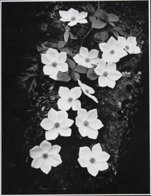 After Ansel Adams, American 1902-1984, Dogwood Lillies, Original Silver Gelatin Photograph