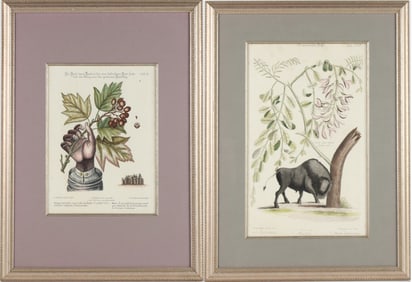 Mark Catesby, England/South Carolina 1683-1749, American Bison with Bristly Locust, Hand-Colored