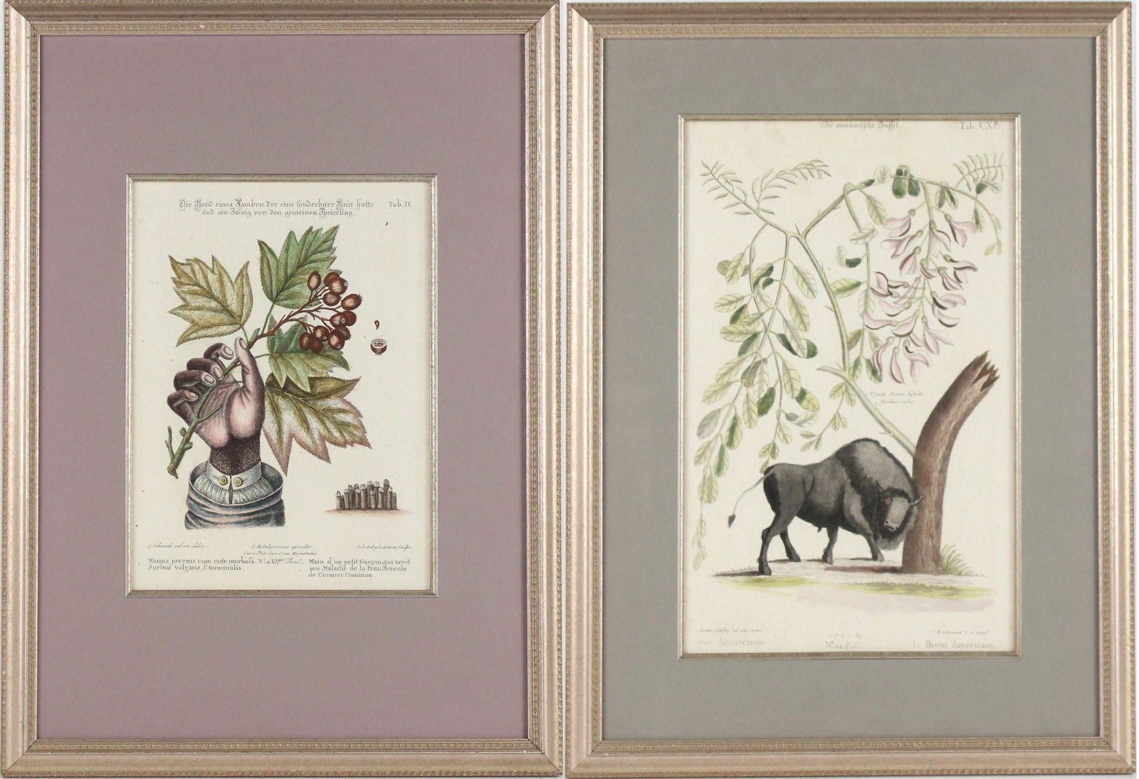 Mark Catesby, England/South Carolina 1683-1749, American Bison with Bristly Locust, Hand-Colored: Mark CatesbyEngland/South Carolina, 1683-1749American Bison with Bristly LocustHand-Colored EngravingPrinted by Johann Seligmann. Together with a hand-colored engraving by George Edwards of The Hand o