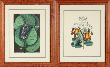 George Ehret, Coccoloba, Hand-Colored Engraving