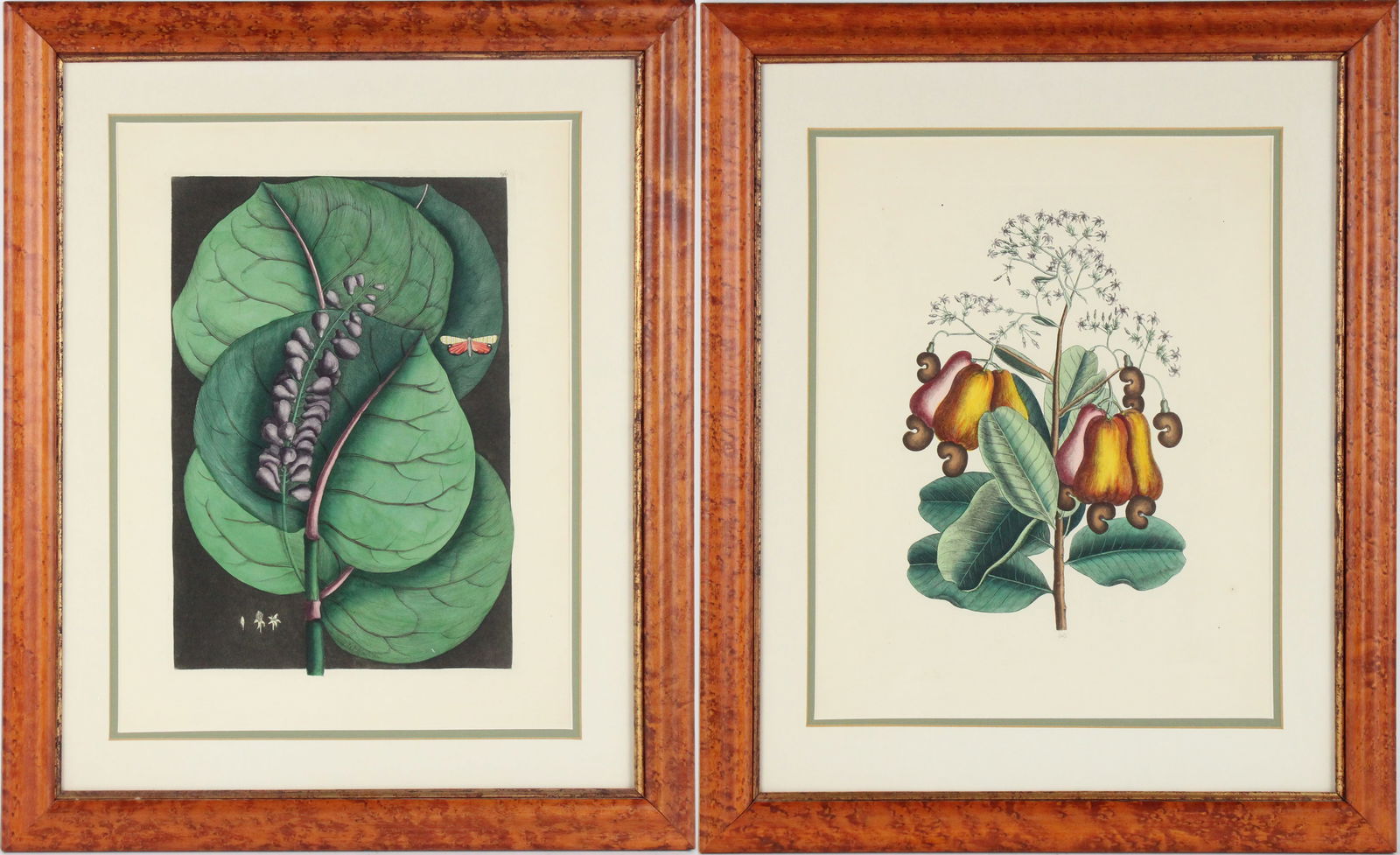 George Ehret, Coccoloba, Hand-Colored Engraving (1 of 9)