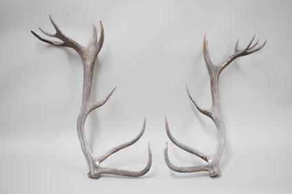 Large Set of Elk Antlers