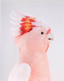 Leila Jeffreys, 1972-, Neville Major Mitchell's Cockatoo, Photograph