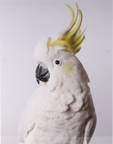 Leila Jeffreys, 1972-, "Slim" Sulfur-Crusted Cockatoo, Photograph