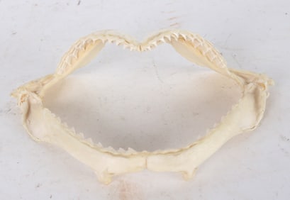 Set of Shark Jaws