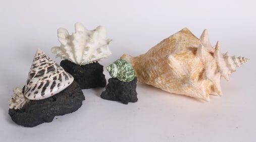 Three Mounted Sea Shells