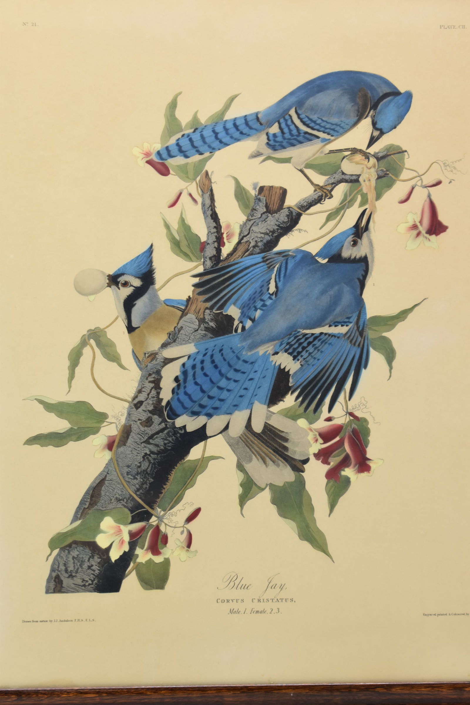 J.J Audubon Blue Jay No 21 Plate (1 of 12)