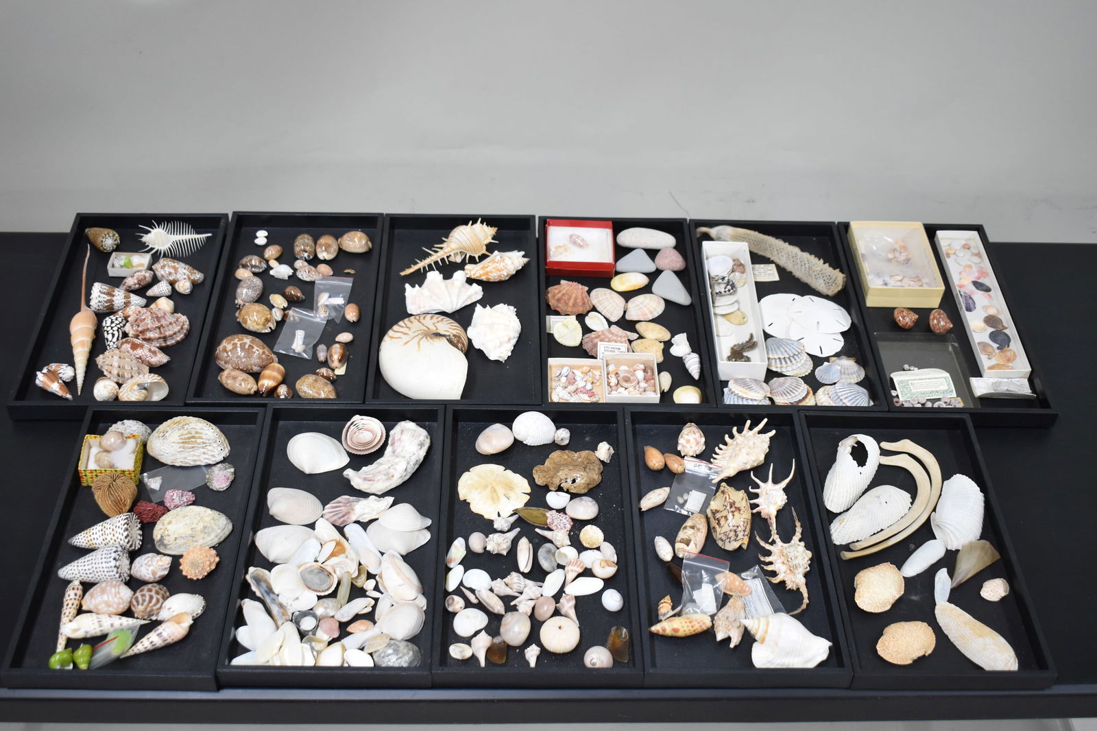 Large Group of Assorted Sea Shells (1 of 20)