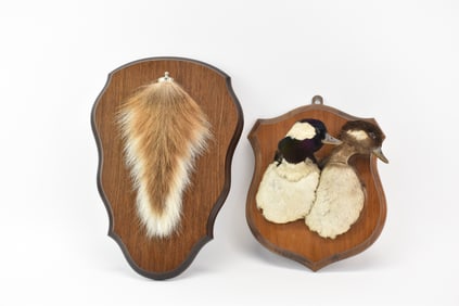 Vintage Taxidermy of Bufflehead Ducks