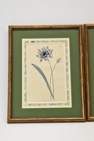 Four Framed Botanical Magazine William Curtis Prints