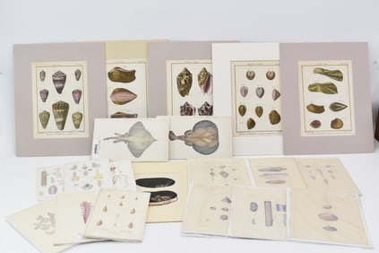 Antique Group of Six Assorted Sea Shell Engravings