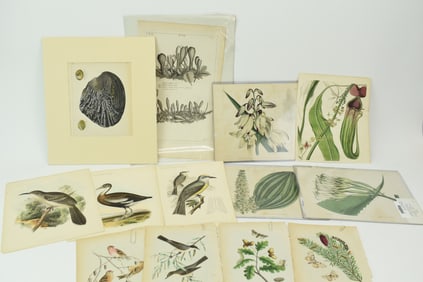 Antique Group Of Four S. Curtis Walworth Botanical Lithographs