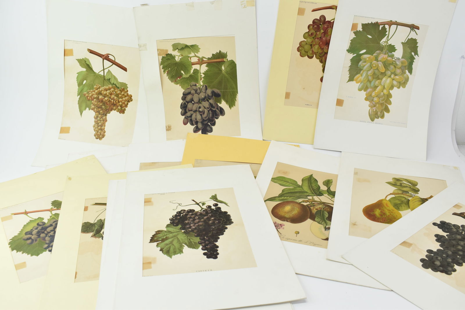 Antique Group Of Six Assorted Plums and Pear Lithographs (1 of 9)