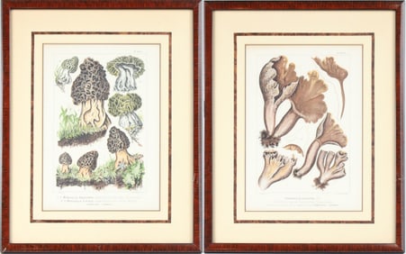 Old Mushrooms, Two Lithographs