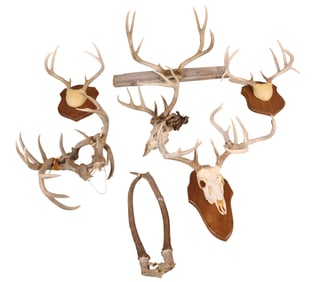 Large Group of Antlers