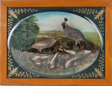 Taxidermy Quail Diorama