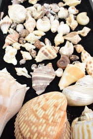 Group of Assorted Sea Shells