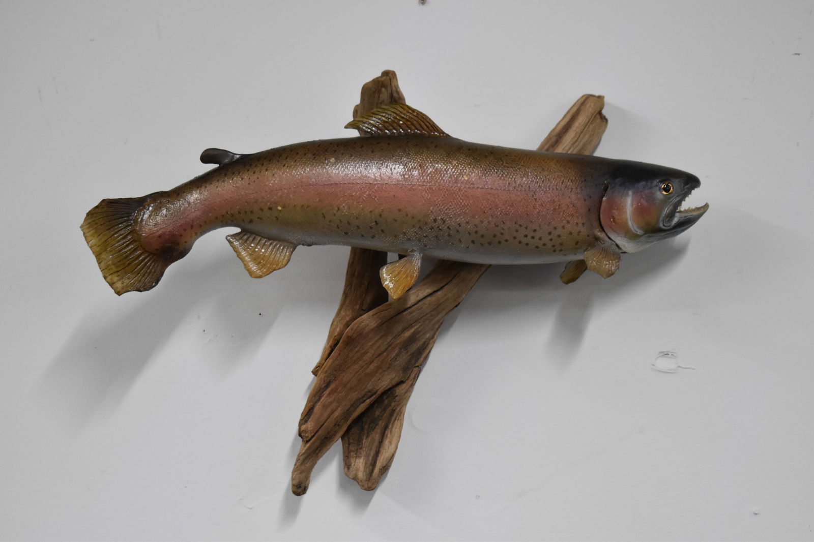 Rainbow Trout Mount (1 of 10)